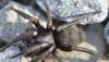 Gnaphosa sp.